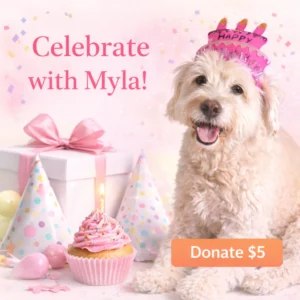 Birthday Celebration Corner